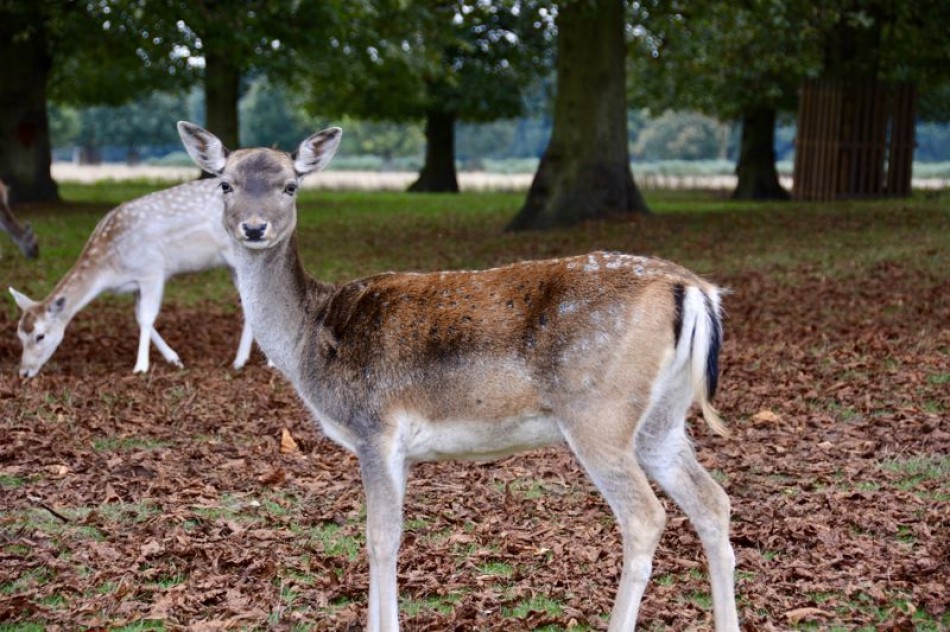 Images for Lower Teddington Road, Hampton Wick EAID:Miles&Bird BID:Miles & Bird